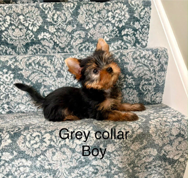 Beautiful yorkshire terrier puppies