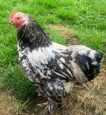 Pekin cockerel - Great Barr B'ham