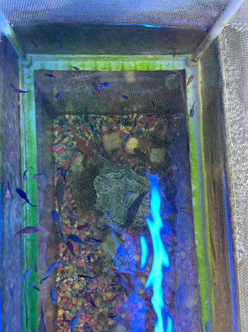 Swordtails guppies
