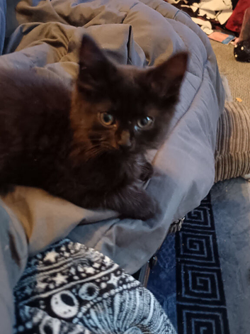 Urgent 1 black maine coon kitten