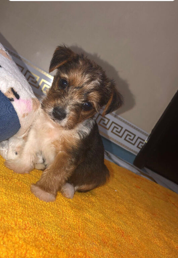 Jack Russell cross Yorkshire terrier