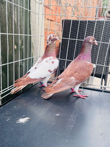 Chocolate Meulmans pair