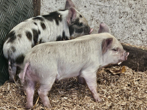Full breed kunekune piglets
