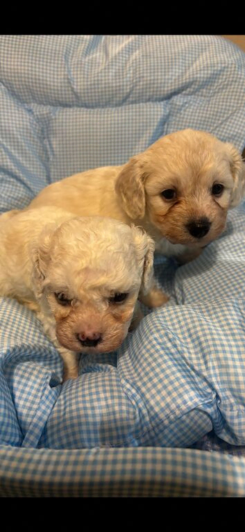 Cavachon puppies