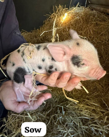 Do you have room in your heart for a mini pig