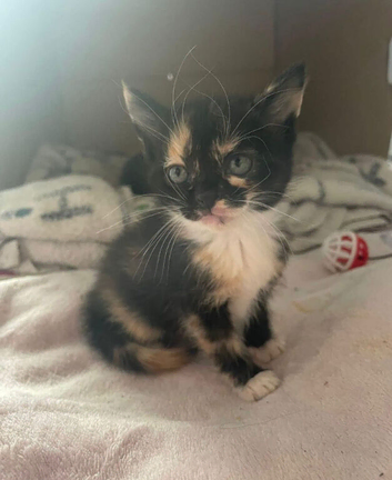 4 female kittens