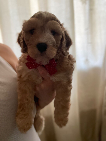 Cockapoo puppies- health tested - home reared
