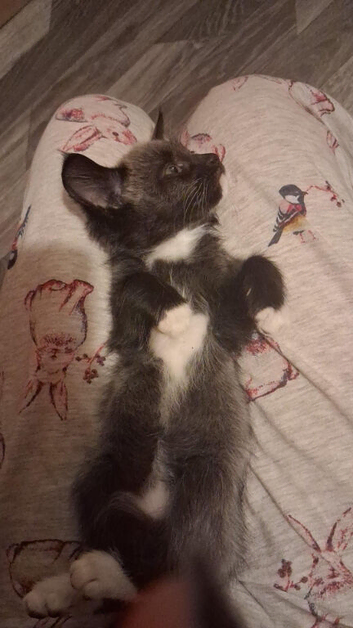 5 kittens for sale!