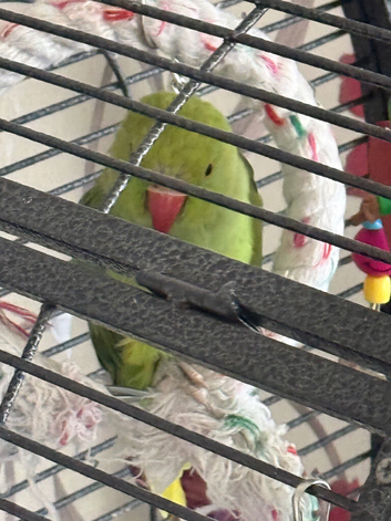 Green Indian ringneck parrot