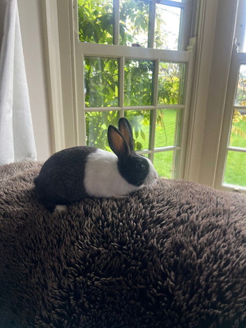 2 stunning dutch rabbits