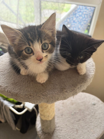 Two cute half main coon kittens
