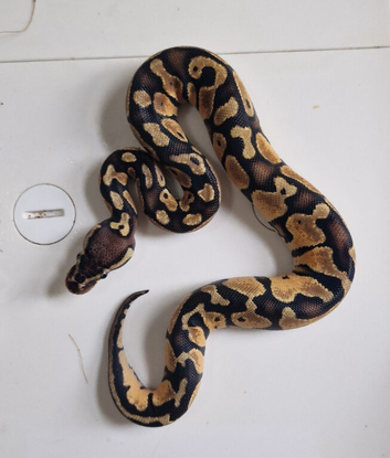 Royal python babies available between &pound;30