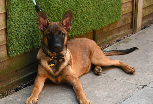 Belgian shepherd x pup 6 months old