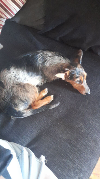 Lovely girl sausage dog/Yorkshire terrier