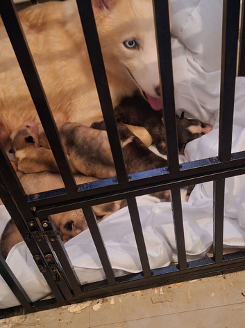 Siberian husky puppies