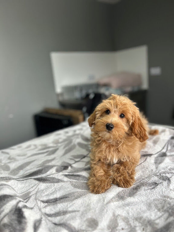 F1b cockapoo boys