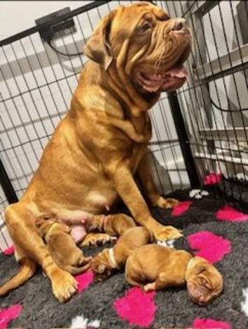 Two Stunning DDB pups (one male one female) looking for their forever home