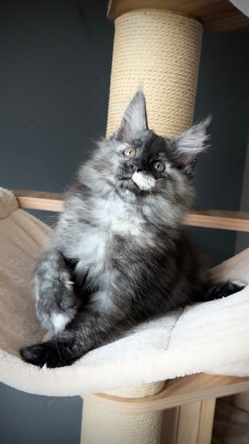 Maine Coon Kittens.. GCCF Registered and Fully Health Tested
