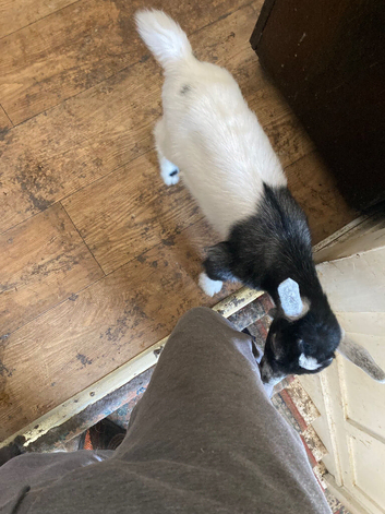 Two Beautiful Pygmy Goat Kids For Sale
