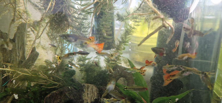 Guppies