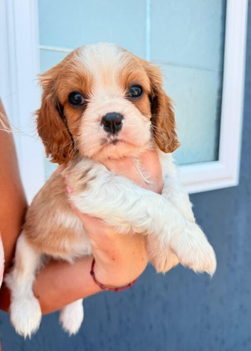 One King Charles Spaniel Pup boy available