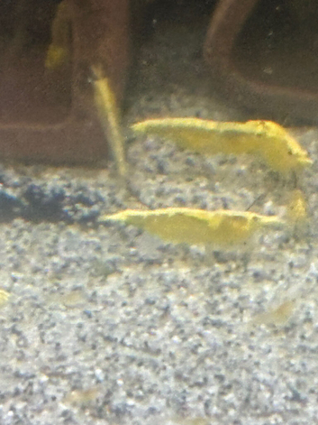 Neocardina Yellow Golden Back Shrimp.