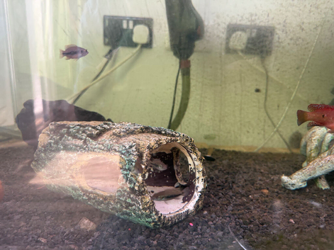 Red jewel cichlid fry