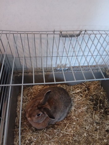 Male Rabbit with Cage