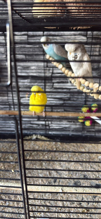 Budgies and cage for sale - open to offers