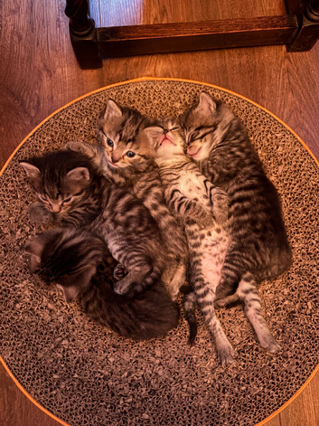 Tabby kittens for sale