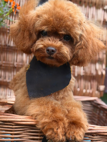 Stunning Asian Poodle Boy ️