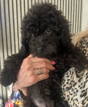 SMALL TOY CAVAPOO F1B