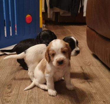Cocker Spaniel pups available