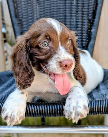 KC registered docked springer puppies