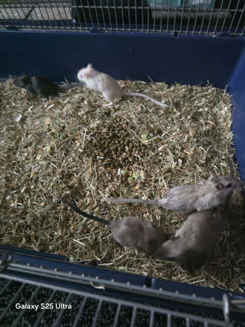 Baby gerbils for sale