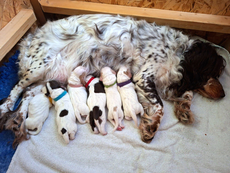 Beautiful Working Cocker Spaniel puppies