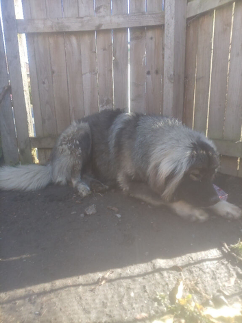 Caucasian shepard 10 month