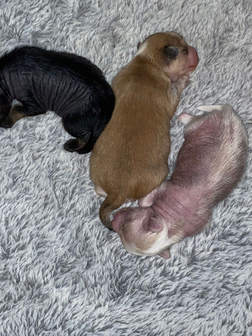Irish Kennel Club Registered Chinese Crested