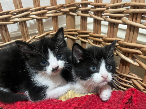 2x Female tuxedo kittens