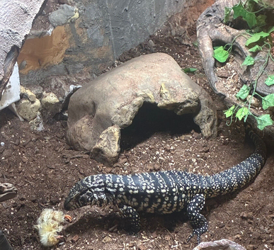 Female Tegu