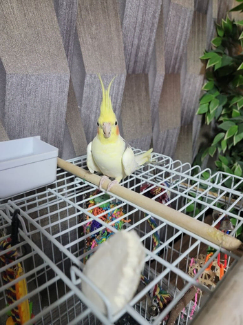 Male, 7 month old, Semi-Tame, with Cage Lutino Cockatiel