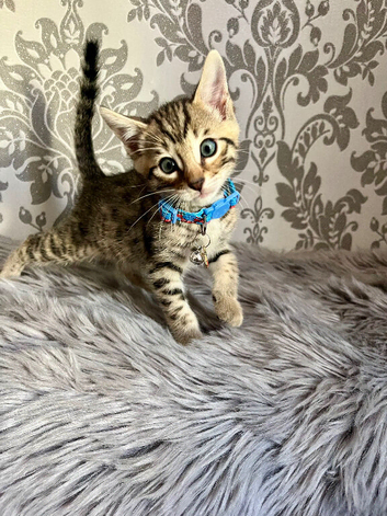 Bengal kittens