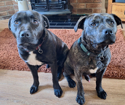 Two brother staffies looking for a new home