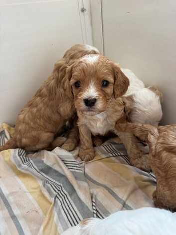 Red cavapoo puppies!