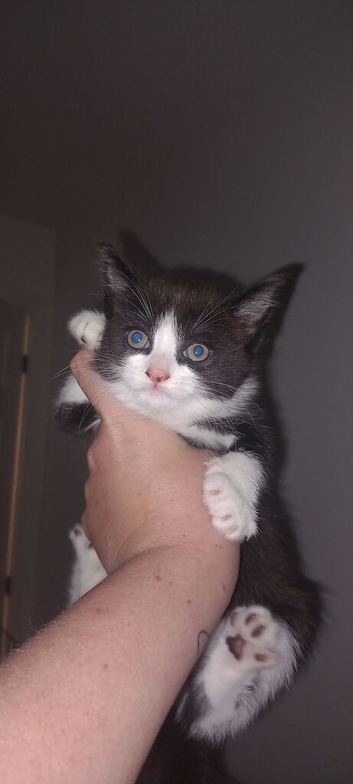 2  kittens,  male and female