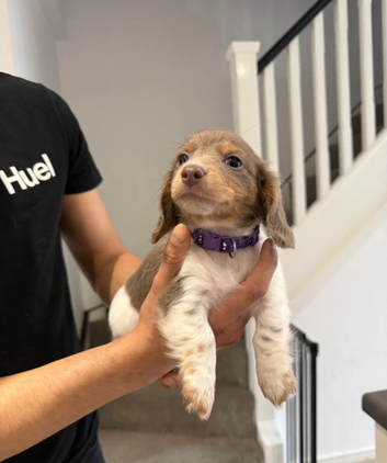 two puppies left now