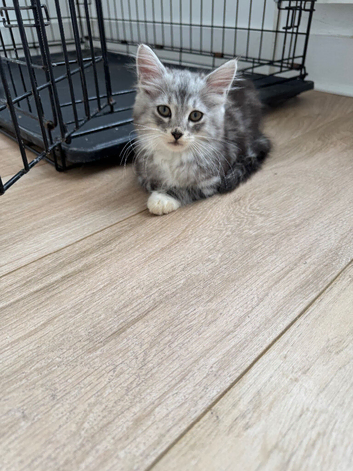 2 kittens both boys