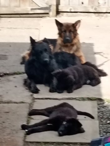 Hi I have 2 beautiful kc German Shepherd girls lift