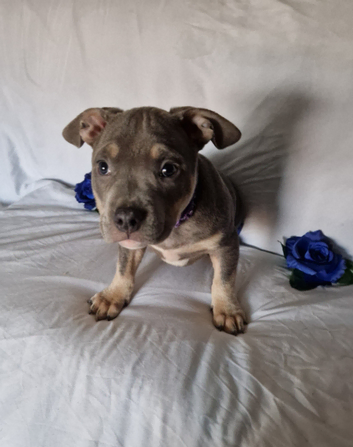 Beautiful American bully Boy for sale