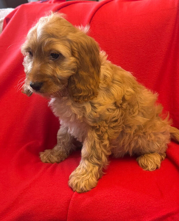 Stunning Ruby Cockapoo Puppies